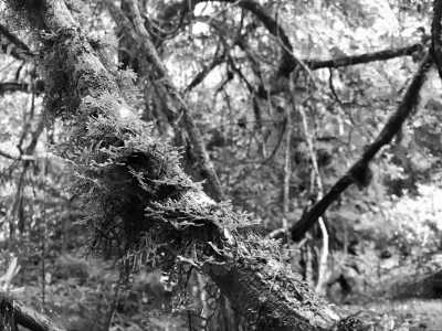 Cambodia - Chi Phat - Natural Cambodia - 🐾 a trip that no one has ever taken ⚡ (Angkor temples, capital, jungles and relax at the Island are included!) - 1