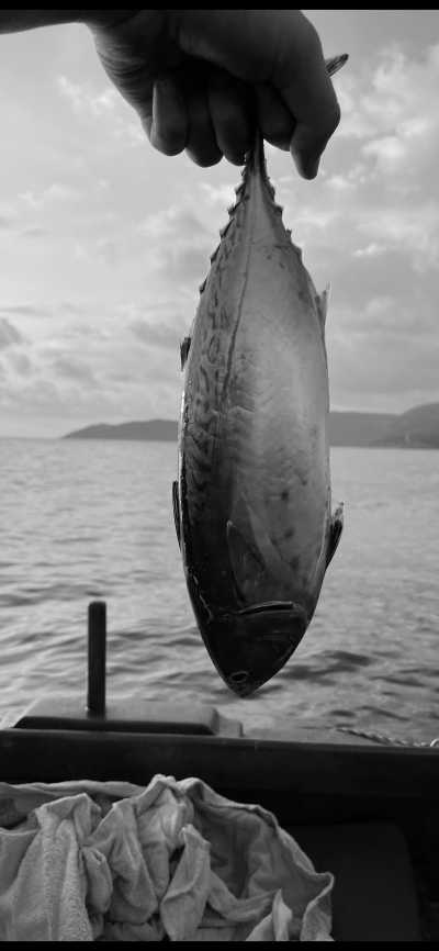 Montenegro - Budva - Montenegro Sea Life Adventures with a Local - Freediving, Boat trip, BBQ, Hidden Gems - 2