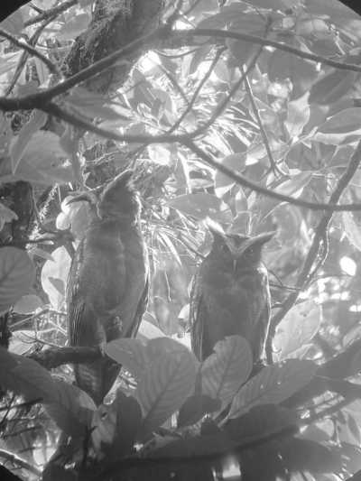 Costa Rica - Arenal Volcano - Explore Costa Rica and the true meaning of "Pura Vida" with a local! - 2