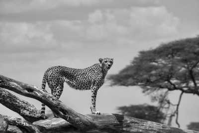 Tansania - Lake Manyara National Park - Affordable  Safari & Trekking in Tanzania - 4