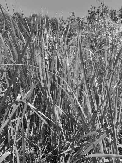 Canada - UBC Farm - Indigenous Learning in Western Canada - 4
