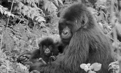 Uganda - Uganda: 🦍 Hike to wild Mountain Gorillas, 🦏 Track Rhinos, 🌅 Lake Victoria cruise, White water rafting, Stand on the equator line & visit Entebbe, Kampala & Jinja towns - JoinMyTrip