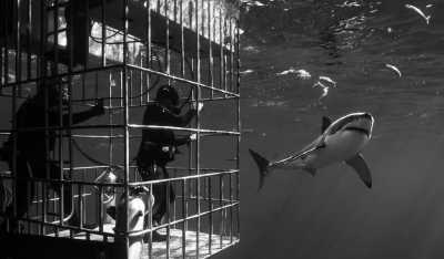 Südafrika - Gansbaai - Garden route South Africa: From Cape Town to Port Elisabeth - 3