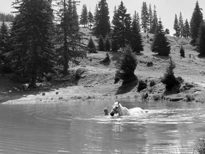 Romania - Barajul Gura Riului - Wanderritt Transsilvanien, Rumänien - 4