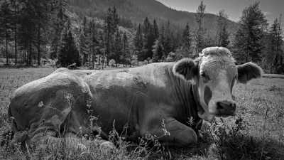 Germany - Zauberwald - A Magical Experience | Hiking & camping in German Alps | Walkshop Light | Berchtesgadener Land | Königsee | 5 days - 17