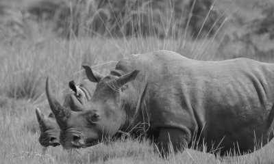 Uganda - Ziwa Rhino Sanctuary - Uganda: 🦍 Hike to wild Mountain Gorillas, 🦏 Track Rhinos, 🌅 Lake Victoria cruise, White water rafting, Stand on the equator line & visit Entebbe, Kampala & Jinja towns - 1