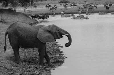 Tanzania - Serengeti National Park - 6 Days Tanzania Safari to Tarangire, Serengeti and Ngorongoro Crater