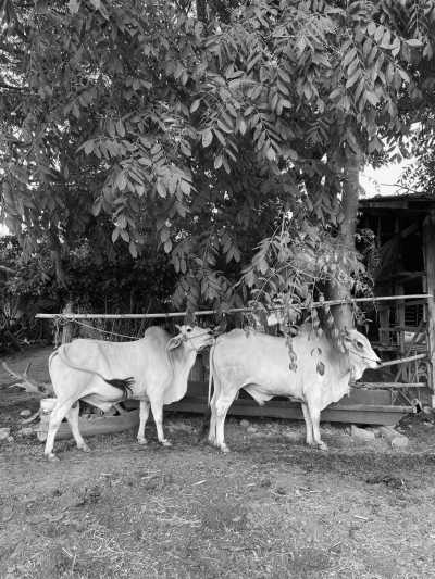 Thailand - Pai - Adventure trip to the most beautiful parts of Northern Thailand - I will show you the underrated north side of this nature paradise 🗺🚣🏽🦋🌞🐛🚞🌻🪨🌳🌺🌄 - 3