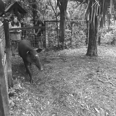 Belize - The Belize Zoo and Tropical Education Center - Experience Belize Like a Local: Authentic Travel Adventures Await - 5