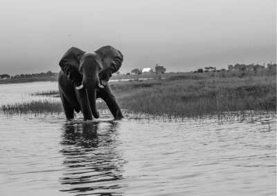 India - Elephant safari - Experience THE UNSEEN : An Epic Wanderlust Adventure through India!