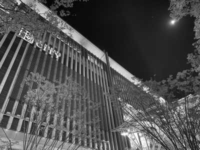 Japan - Hakata Ward - Experience Karatsu Kunchi Floats Festival and Autumn Cosmos Flowers Overlooking the Ocean in Japan - 3