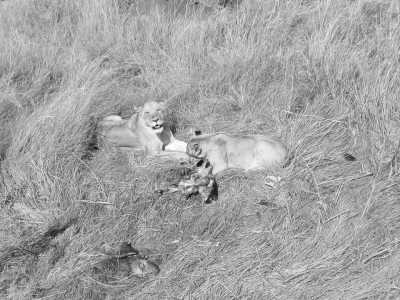 Kenia - Maasai Mara National Reserve - Kenyan Wonders Safari: All inclusive Maasai Mara, Lake Nakuru, Amboseli and Nairobi Adventure - 8