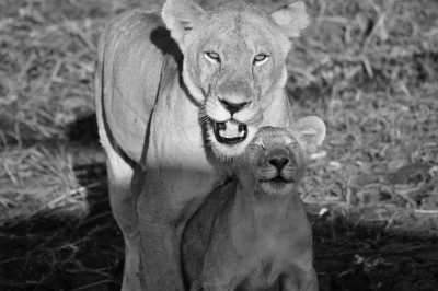 Tansania - Lake Manyara National Park - Affordable  Safari & Trekking in Tanzania - 2