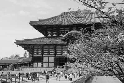 Japan - Nara Park - Traveling In Japan 🇯🇵 Like Locals In: Tokyo, Osaka, Kyoto & Nara For 2 Weeks - 2