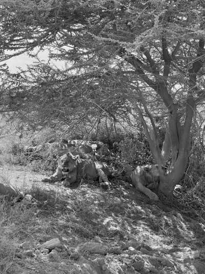 Tansania - Serengeti National Park - Serengeti Dreams: An Unforgettable Safari with Hot Air Balloon Magic - 1