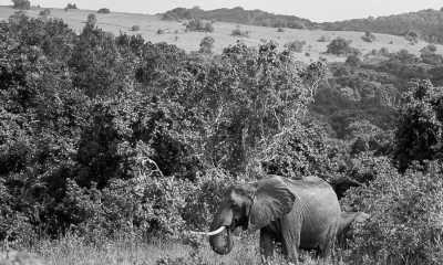 Kenya - Shimba Hills National Reserve Sable Bandas - Diani Beach Adventure: A Kenyan Co-Working Retreat