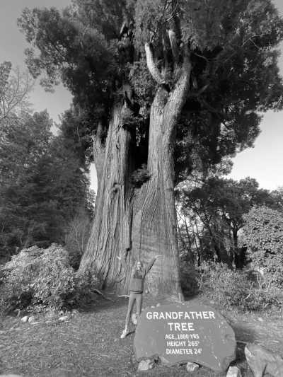 Vereinigte Staaten - Fortuna - Explore the Pacific Coast in 5 Days – Beaches, Redwoods & Coastal Towns - 1