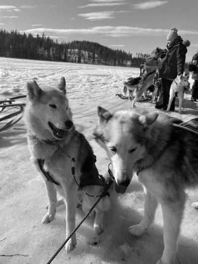 Schweden - Vindeln - Sled Dog Tour and Northern Lights in Sweden! - 1