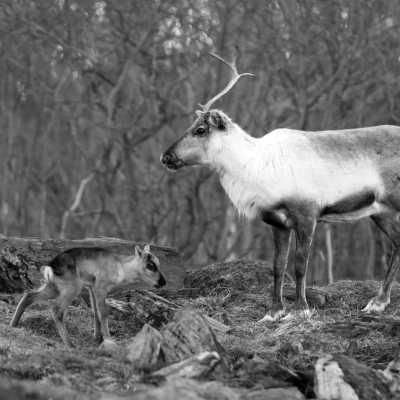 Norway - Tromsø - Artic Aurora 🌈 and Reindeer Glides 🦌 in Norway: Tromsø's Autumn Wonderland 🍂 - 6