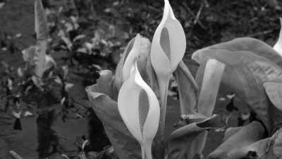 Japan - Hakone - Unwinding in Hakone, Japan: A 3 Day Escape to Nature's Paradise - 4