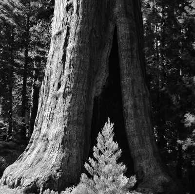 United States - Sequoia National Park - USA ROAD TRIP: Route 66, from Chicago to Santa Monica and the Californian dream, from San Diego to San Francisco, via the great National Parks! - 2
