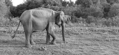 Sri Lanka - Yala National Park - Lets Explore Amazing Sri Lanka in 12 Days