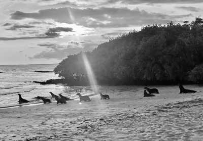 Ecuador - Puerto Ayora - Galapagos Island Magic: Explore the Charismatic Wonders