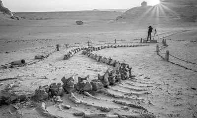 Ägypten - Faiyum - Egypt Expedition: In The Land of Pharaohs - 1