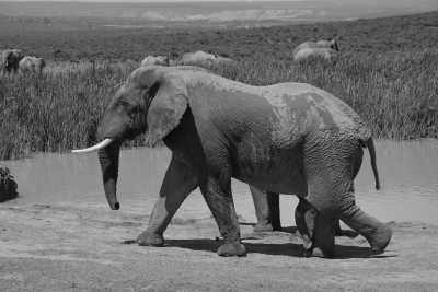 Südafrika - Addo Elephant National Park - 🌄 Cape Town and Garden Route with a local - 10 Days  🌞   Best of South Africa  🌅 - 1