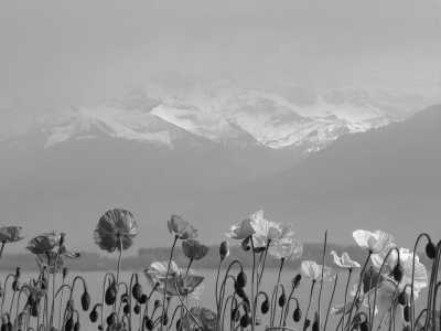 Western Europe - Genf - Tomorrowland Winter Festival Geneva (Ticket included)