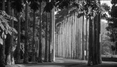 Sri Lanka - Kandy - Co-Working in Sri Lanka - Explore The Paradise lsland Beach, Party, Nature, Waterfall, Traditional Foods - 3