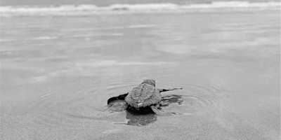 Costa Rica - CIRENAS - 2- weeks in Costa Rica: Volunteering, Nature, Wildlife, Beach and Surfing - 2