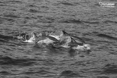 Portugal - Ponta Delgada - Azores Ocean Expedition - whale and dolphin watching, the twin lakes and thermal baths