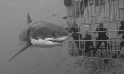 Südafrika - Gansbaai - Garden route South Africa: From Cape Town to Port Elisabeth - 1