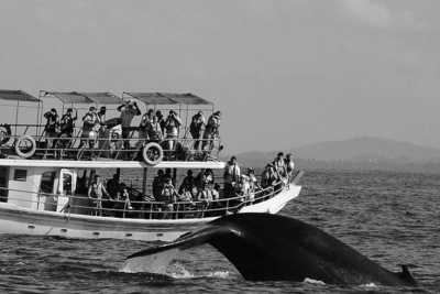 Sri Lanka - Mirissa - Wildlife safari + Relaxed Beach Holiday in Sri Lanka - 4