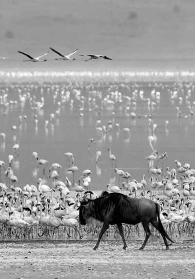 Kenya - Nairobi - Kenya Safari and Cultural Expedition - 4