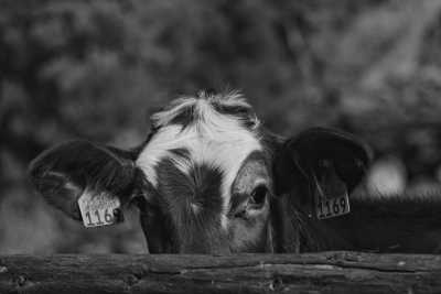 Portugal - Miradouro da Ponta do Sossego - Visit the Evergreen Azores 🦋: Waterfall Hunt, Hot Springs, Volcanic Crater Lakes, Whale Watching Tour 🪸 - 2