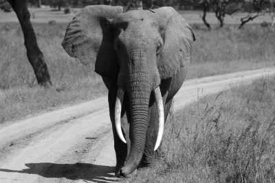 Tanzania - Lake Manyara National Park - Culture &Wildlife experience in Tanzania. - 1