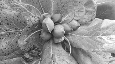 Karibik - Saint Martin - Explore the Caribbean: Unforgettable Sailing Adventures! - 1