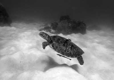 South-eastern Asia - Ko Tao - 🇹🇭🇲🇾 Entdecke Thailand & Malaysia - Von Bangkok nach Kuala Lumpur - 16d Streetart & Strand, Natur & Food🚂🛕🕌🏝️🍜 - 4