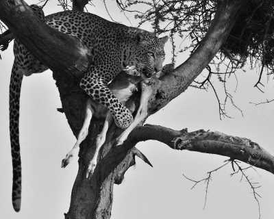 Tanzania - Karatu - 4 Day Tanzania Safari to Serengeti National Park and Ngorongoro Crater