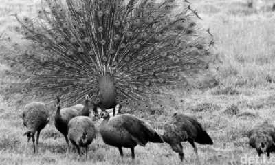 Indonesien - Ujung Kulon National Park - Explore Ujung Kulon National Park Wildlife and The Local Culture of the Baduy Tribe, Indonesia - 7