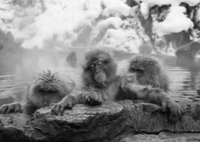 Japan - Jigokudani Yaen-Koen - 🇯🇵Japan Trip To The Future :Food, Culture, Snow & Wildlife - 2