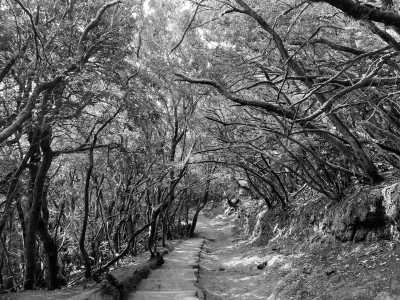 Spain - Anaga Rural Park - Enjoy the nature of Tenerife 🌴 Hike to beautiful viewpoints, jump into natural volcanic pools and explore its Nationalparks! - 1