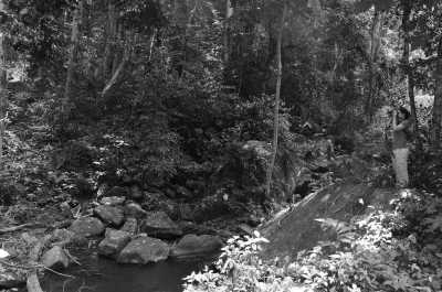 Tanzania - Amani Natural Forest Reserve - Tanga Escape: A journey through History, Nature 🌳 and the Beach 🌅🌆 ..