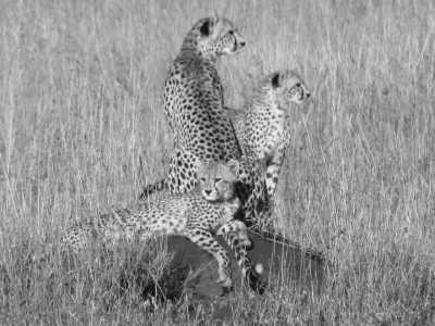 Tanzania - Tarangire National Park - 5 Days Tanzania Safari to Tarangire, Serengeti and Ngorongoro Crater