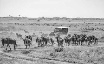 Kenya - Masai Mara National Reserve - Masai Mara Group Safari, Kenya - The Best in only 3 days! - 1