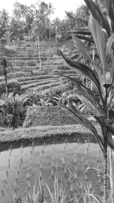 Indonesia - Ubud - SUMMER 2024 ☀️🇮🇩 Indonesia 360: Java 🌋 Canggu 🏄🏻‍♀️ Ubud 🐒 Nusa Penida and Gili Trawangan 🏝️ - 2