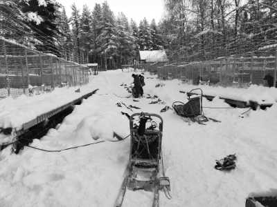 Schweden - Kuouka - Weekend Winter Experience Trip: Dog Sledding, Snowmobiling, and Norden Lights (All included) - 2