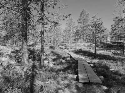 Finnland - Kauhaneva-Pohjankangas National Park - FINLAND BEAR WATCHING ADVENTURE 🐻🍯- Canoeing, hiking and other wild nature gems! - 1